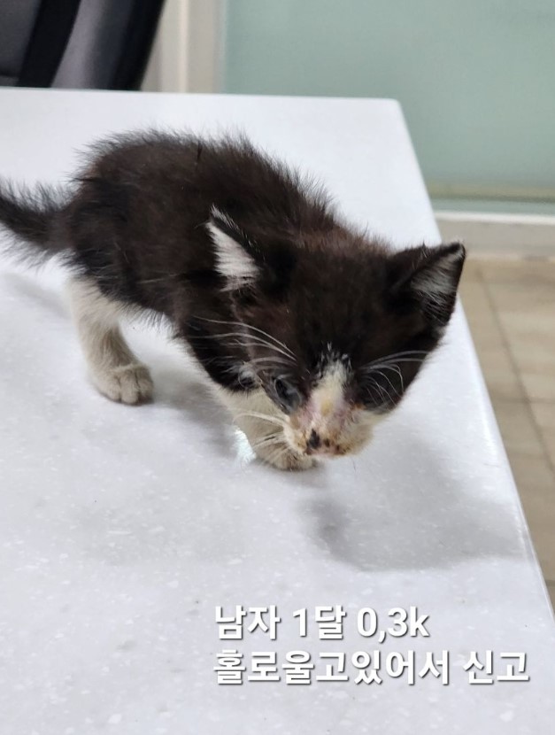 한국 고양이 이미지 파일 입니다.